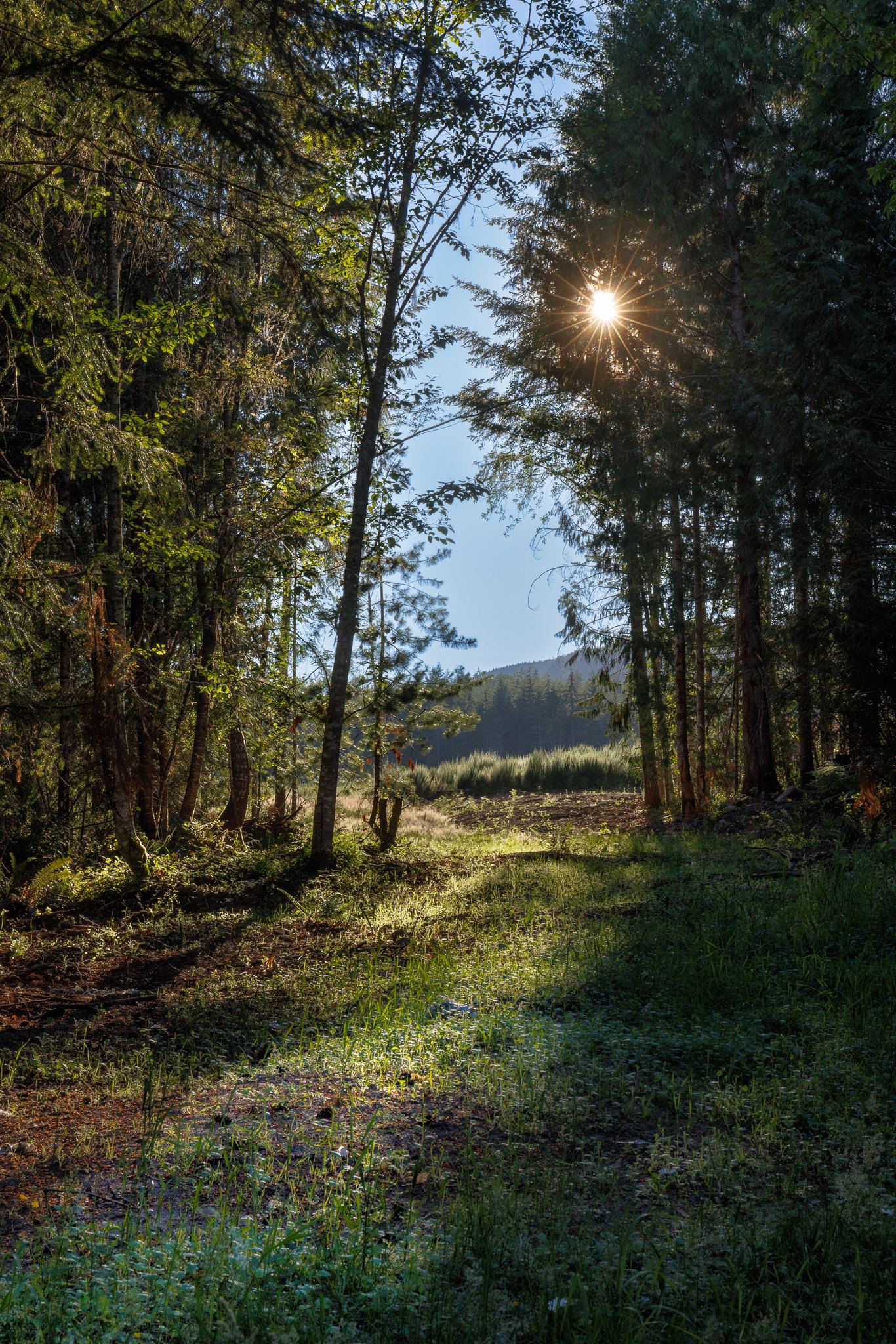 Sunburst through tall trees over a forest path at Elk Ridge