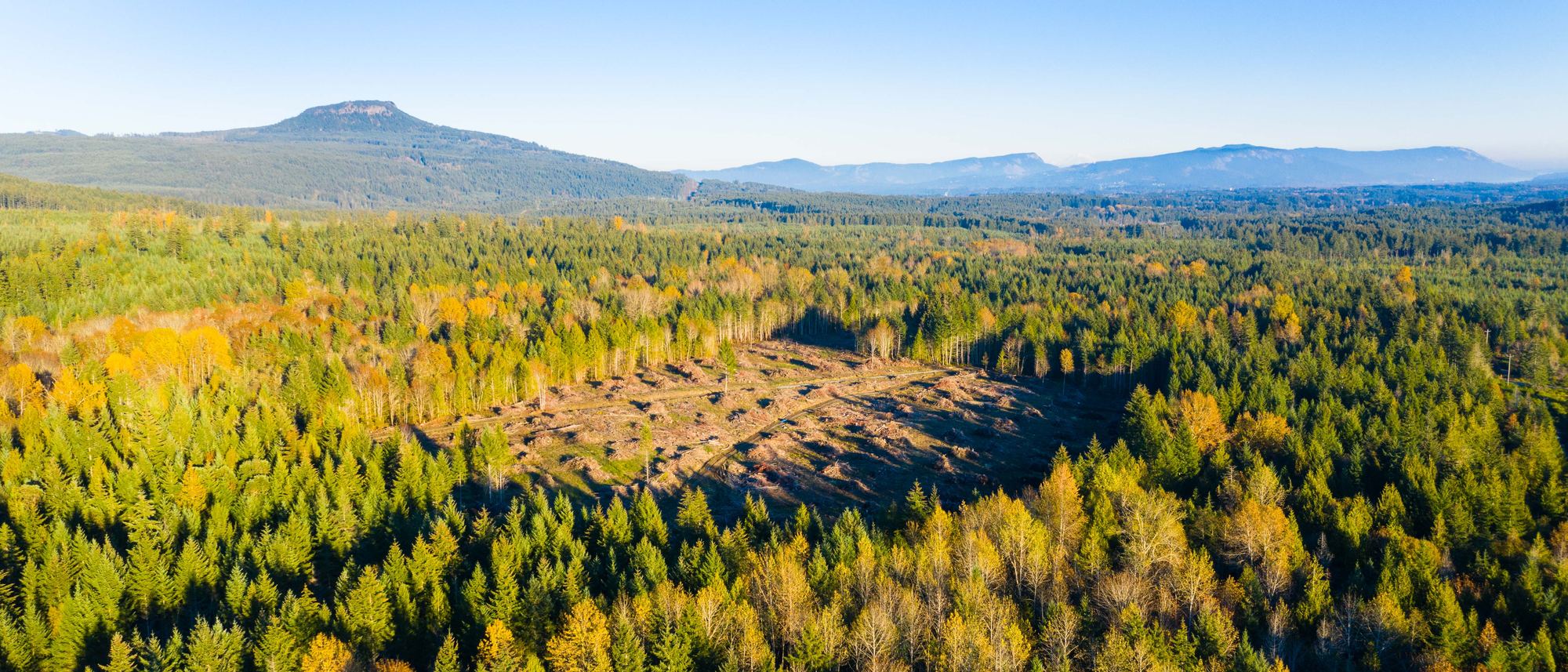 Golden autumn aerial view of the Elk Ridge Phase 1 clearing and surrounding forest, with mountains on the horizon