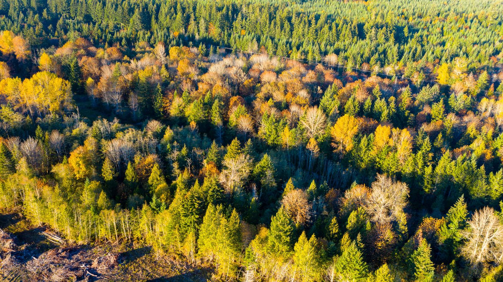 Close view of the autumn forest canopy at Elk Ridge, gold maples among evergreens