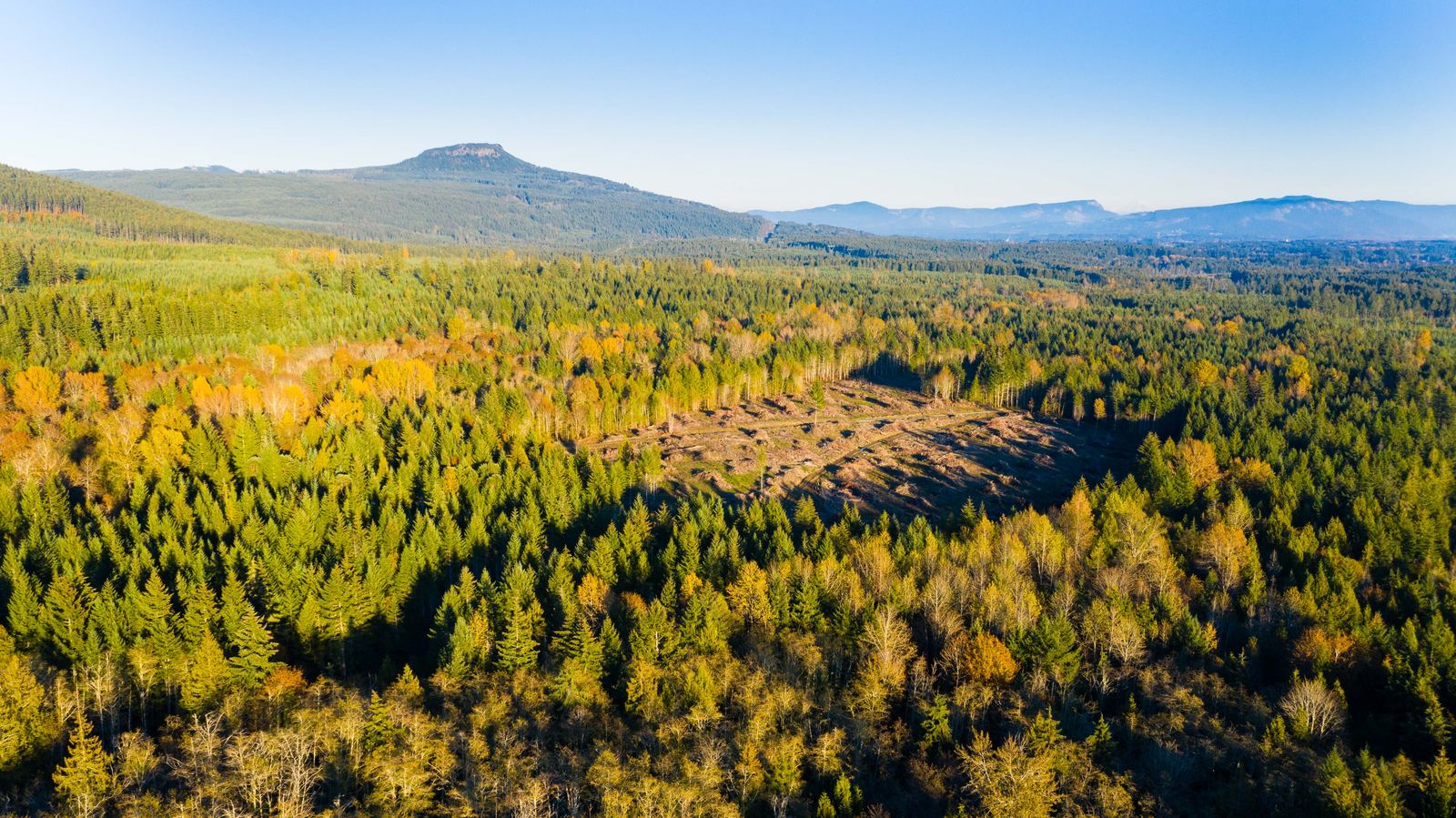 Golden autumn aerial view of Elk Ridge with the Phase 1 clearing, forest and mountain ranges
