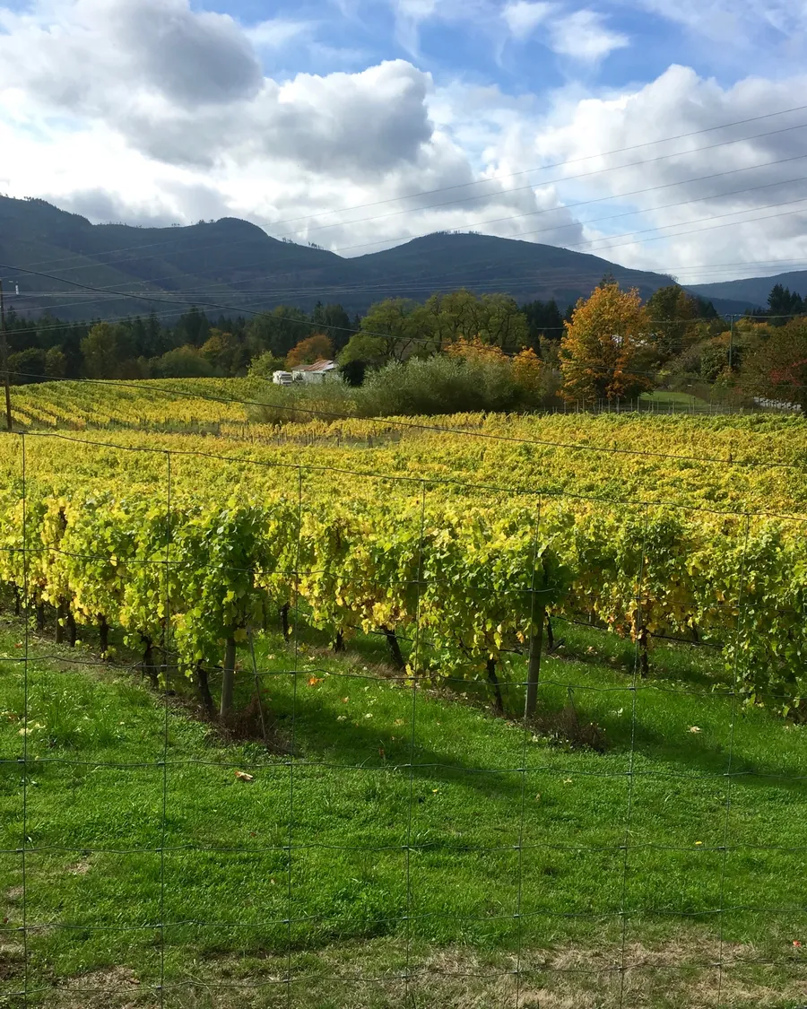 Autumn vineyard rows in the Cowichan Valley with forested hills behind